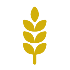 Spiga di grano
